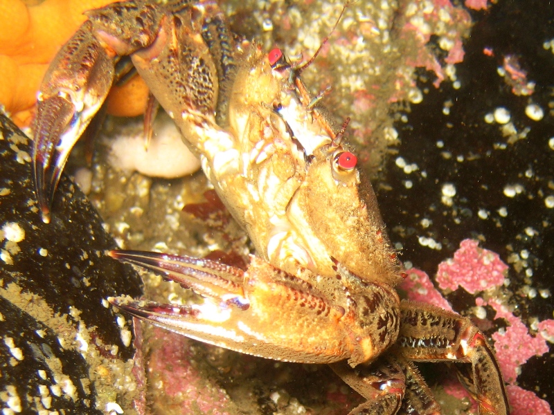 2009-05-23 St Abbs 083.jpg